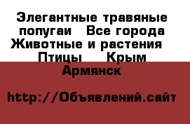 Элегантные травяные попугаи - Все города Животные и растения » Птицы   . Крым,Армянск